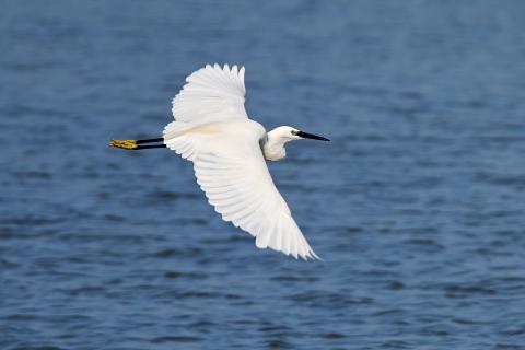 Little egret