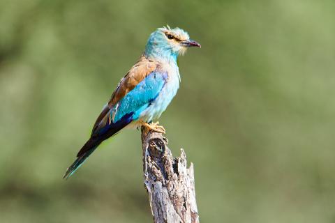 European roller