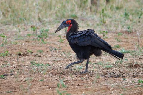 Ground hornbill