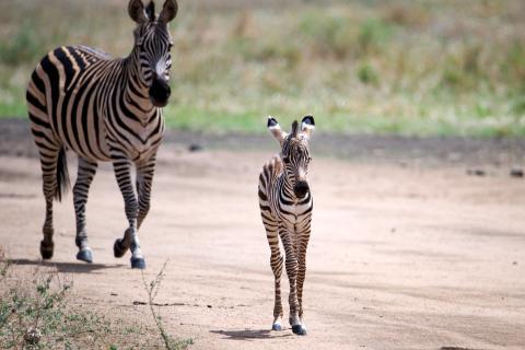 Zebra mother and baby