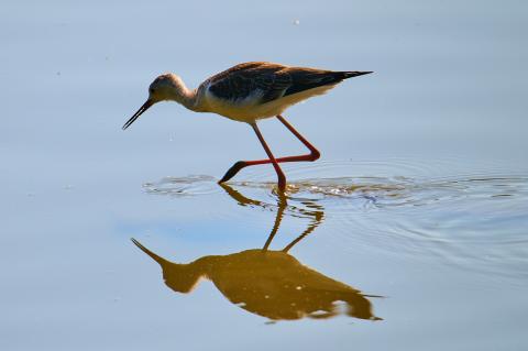 Black-winged stilt