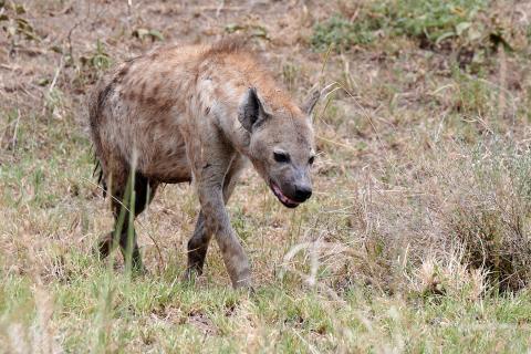 Spotted hyena