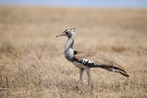 Kori Bustard