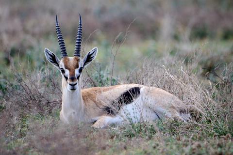 Thomson's gazelle