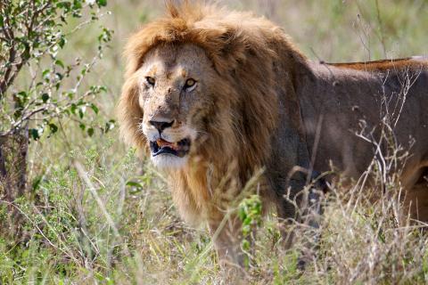 Lions in Serengeti