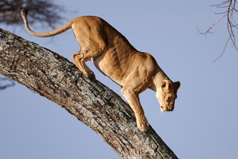 Lionesses on the trees