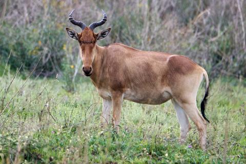 Lichtenstein's hartebeest