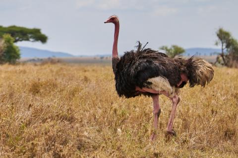 Ostrich