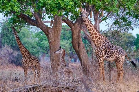 Giraffe family