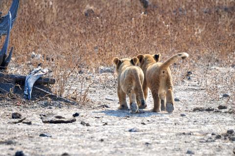 Lion cubs