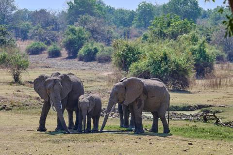 Fun with elephants