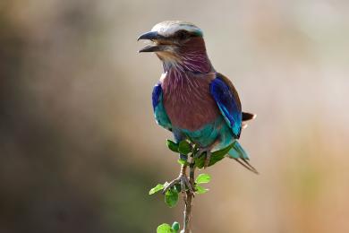 Lilac breasted roller