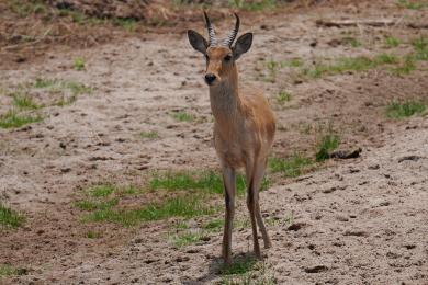 Reedbuck