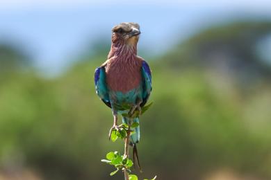 Lilac breasted roller