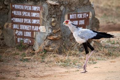 Secretary bird