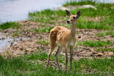 Reedbuck