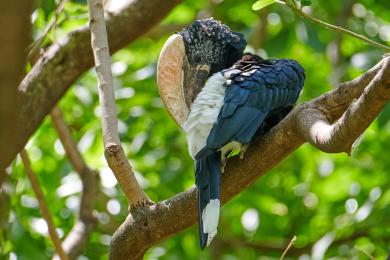 Silvery cheeked hornbill