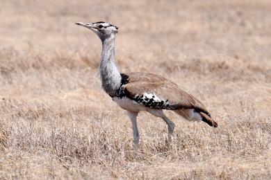 Kori Bustard