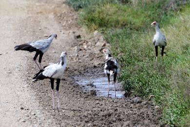 Secretary bird