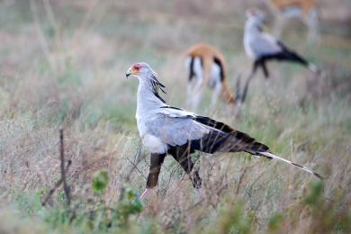 Secretary bird