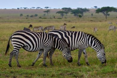 Two zebras