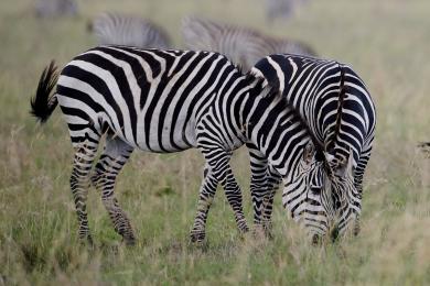 Two zebras