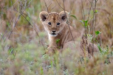 Lions in Serengeti