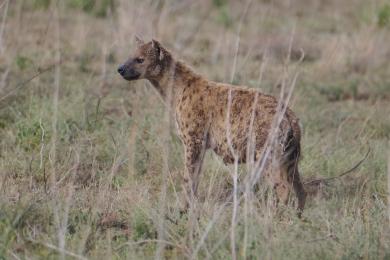 Spotted hyena