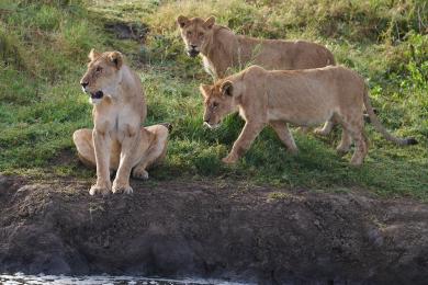 Lions in Serengeti