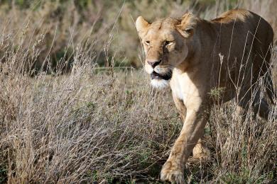 Lions in Serengeti