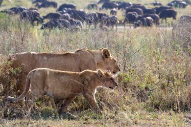 Lions in Serengeti