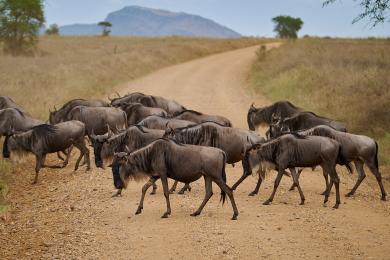 Blue Wildebeest