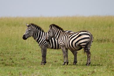 Two zebras