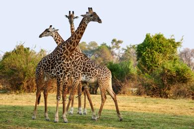 Giraffe family