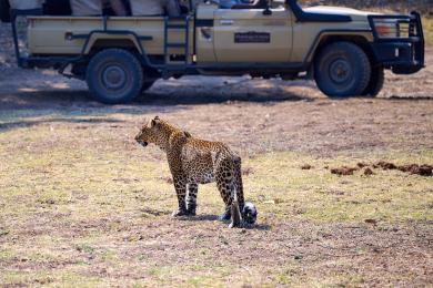 Our Leopardess Superstar