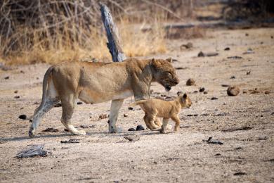 Lion cubs