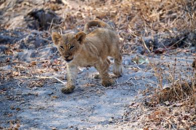 Lion cubs