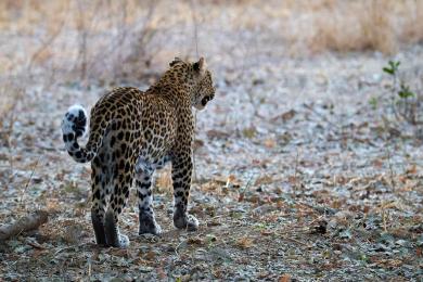 Leopard cub with mother on evening "night drive"