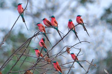 Carmine bee-eater