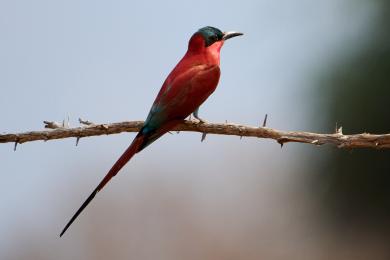 Carmine bee-eater